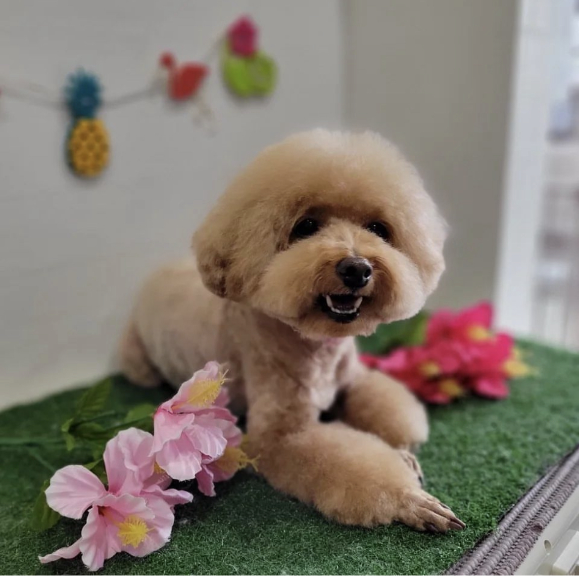 CREAM（クリーム） 広島ふわもこ部