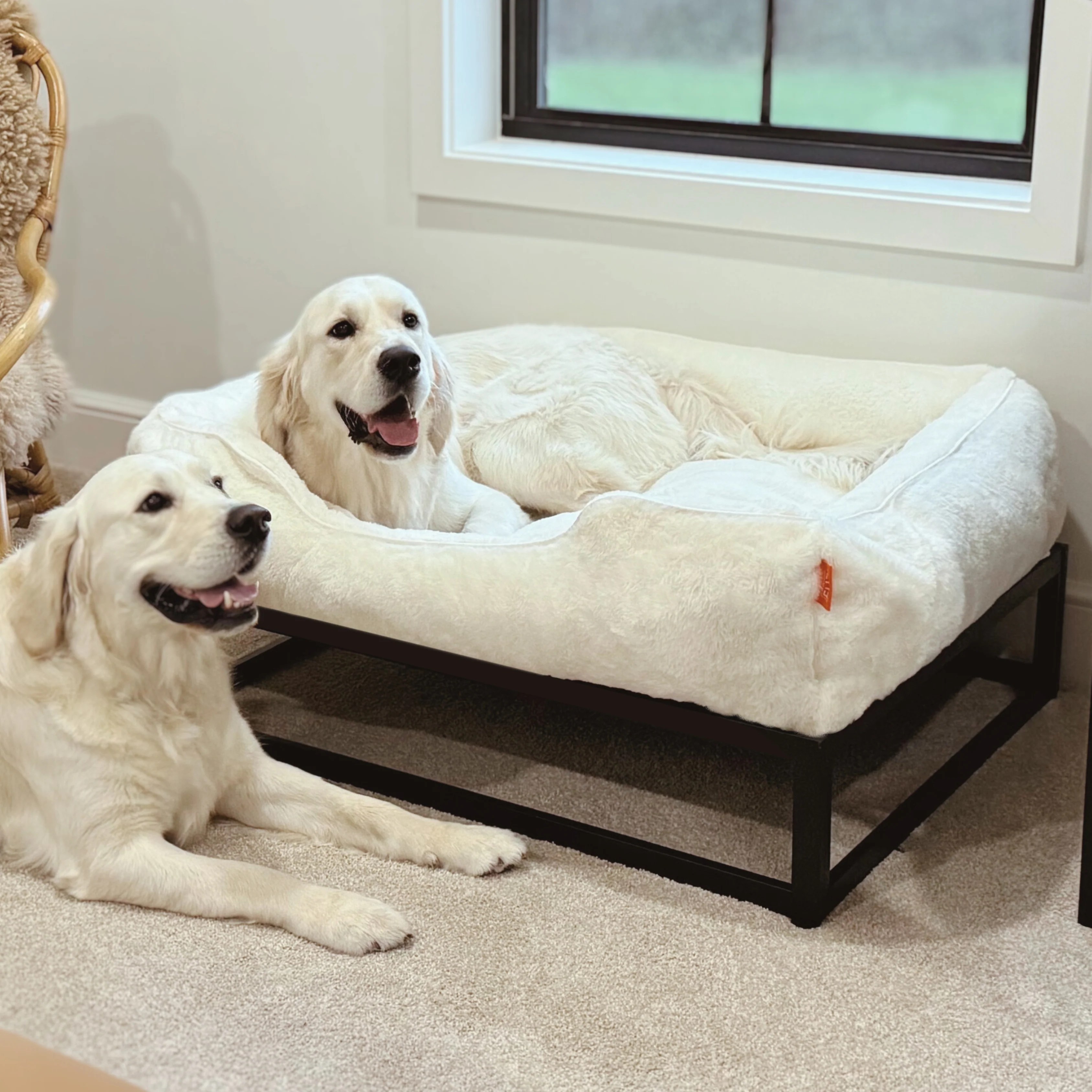 A Guide to Dog Beds for Large Dogs Choosing Dog Beds for Large Dogs FÜZI