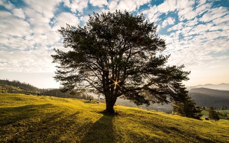 The Tale of a Sycamore Tree Fuzzable
