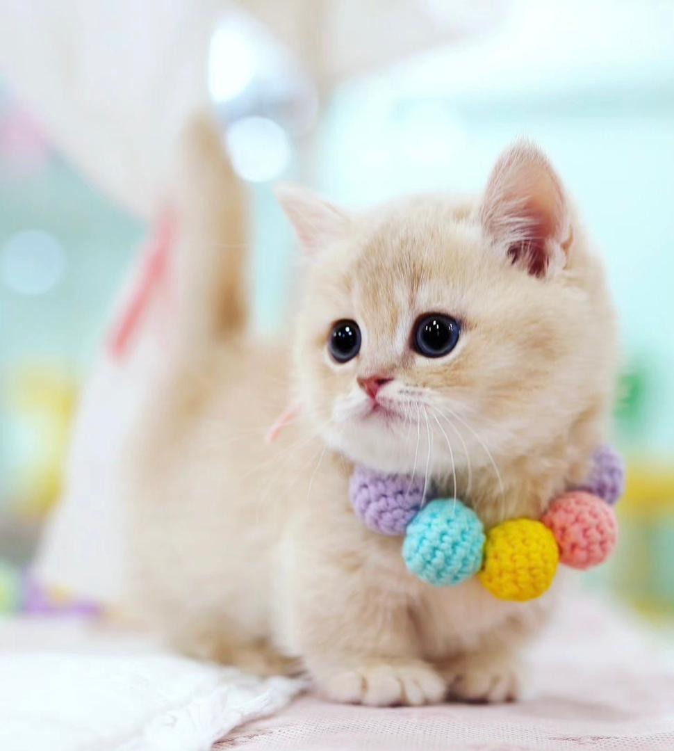 Scottish fold munchkin cat for sale at Fuzzy Munchkins