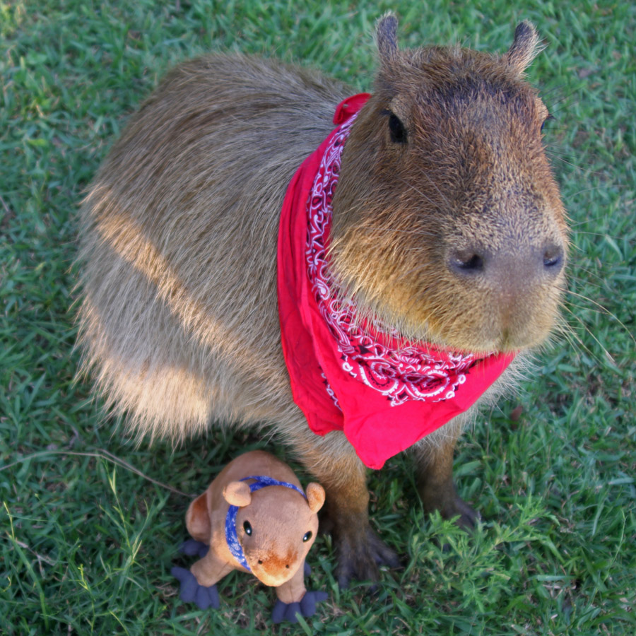 capybara Archives Fuzzy Today