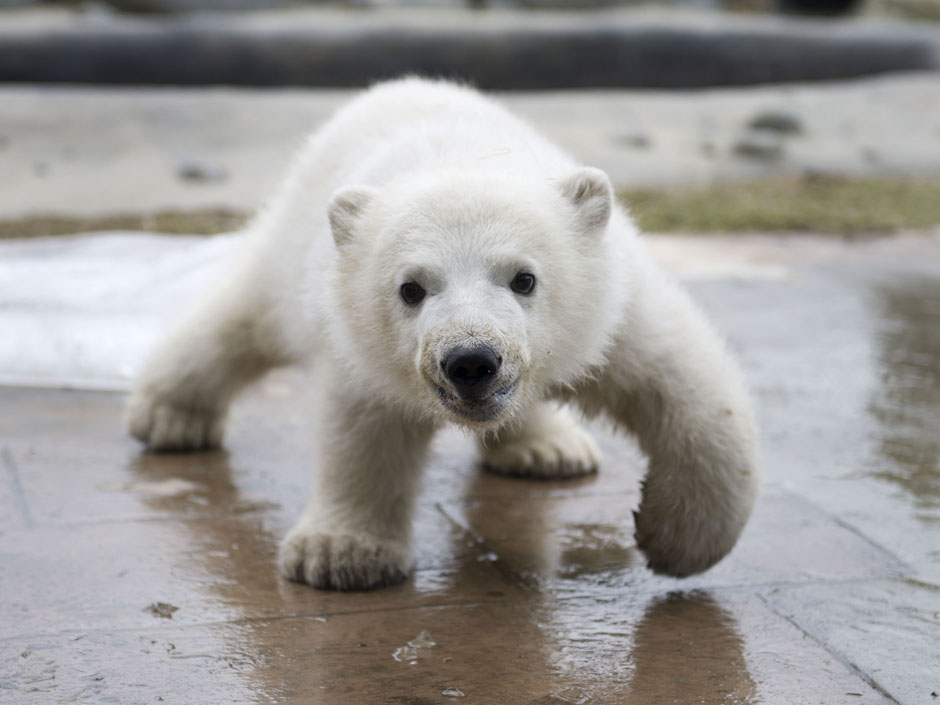 Polar Bear Cub Fuzzy Today
