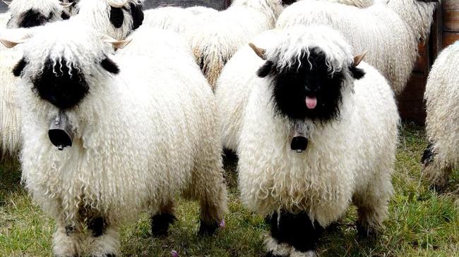 Valais Blacknose Sheep Fuzzy Today