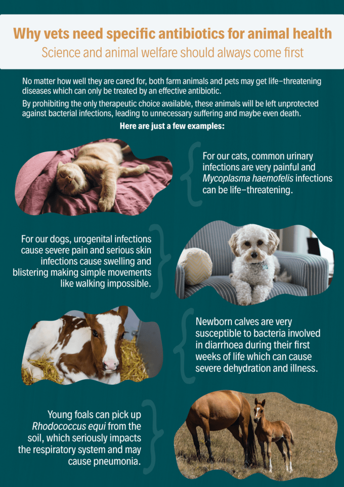 What Antibiotics Are Given To Dogs