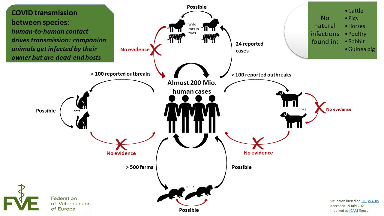 Update COVID19 & the veterinary profession FVE Federation of