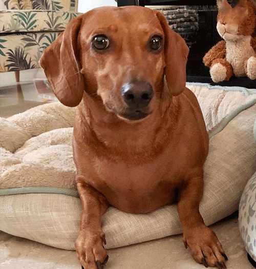 Stricter Leishmaniasis Testing Pet Import Rules Spreading — FVMA FVMA