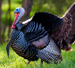 spring turkey season kentucky 2023 Spring Turkey Hunting - Kentucky Department Of Fish & Wildlife