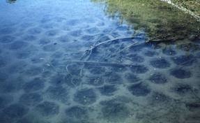 Managing Fish Populations And Improving Habitat - Kentucky Department Of Fish & Wildlife