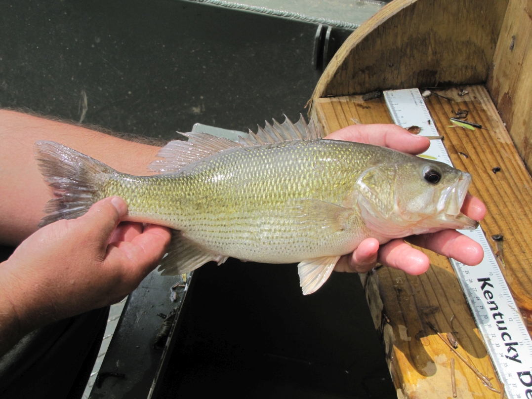 Green River Pool 4 Gallery Kentucky Department of Fish & Wildlife