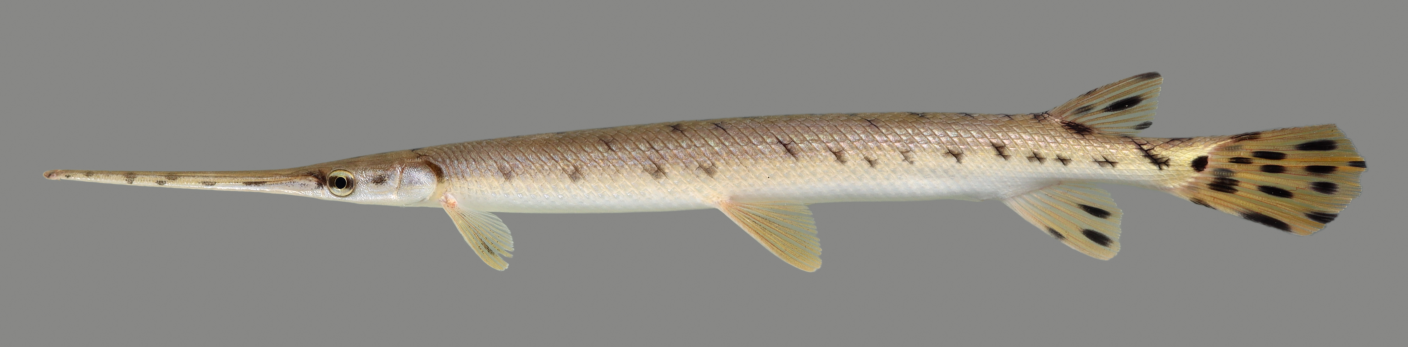 Gar Family Kentucky Department of Fish & Wildlife