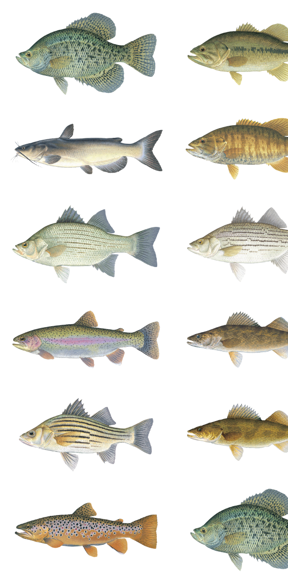 Fishing Forecast - Kentucky Department Of Fish & Wildlife