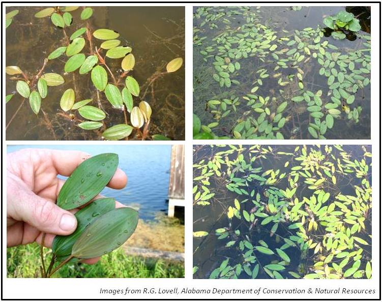 Floating Pondweeds Kentucky Department of Fish & Wildlife