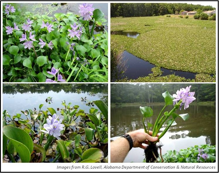 Water Hyacinth Kentucky Department of Fish & Wildlife