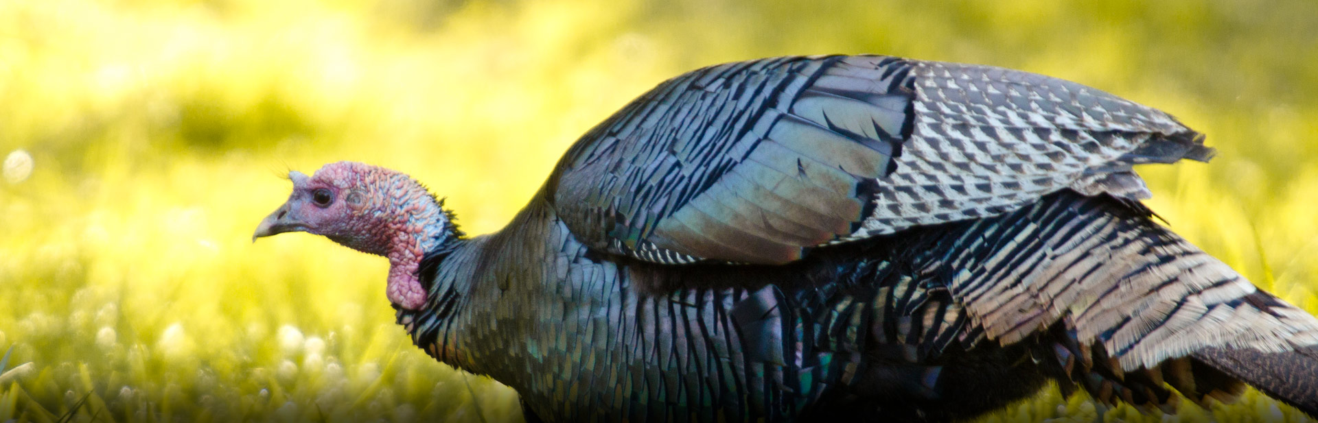 spring turkey season kentucky 2023 Fall Turkey Hunting - Kentucky Department Of Fish & Wildlife