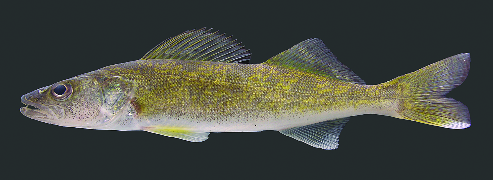 Kentucky Department of Fish & Wildlife Perch (Sauger and Walleye)