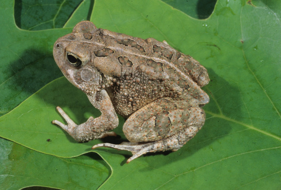 Fowler's Toad - Kentucky Department Of Fish & Wildlife