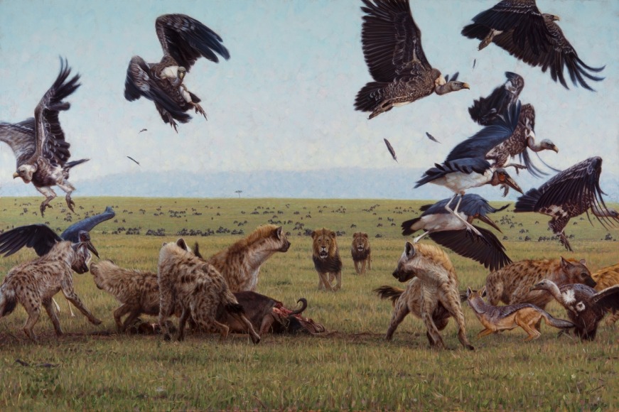 Game of Lions Out of Africa in Montana