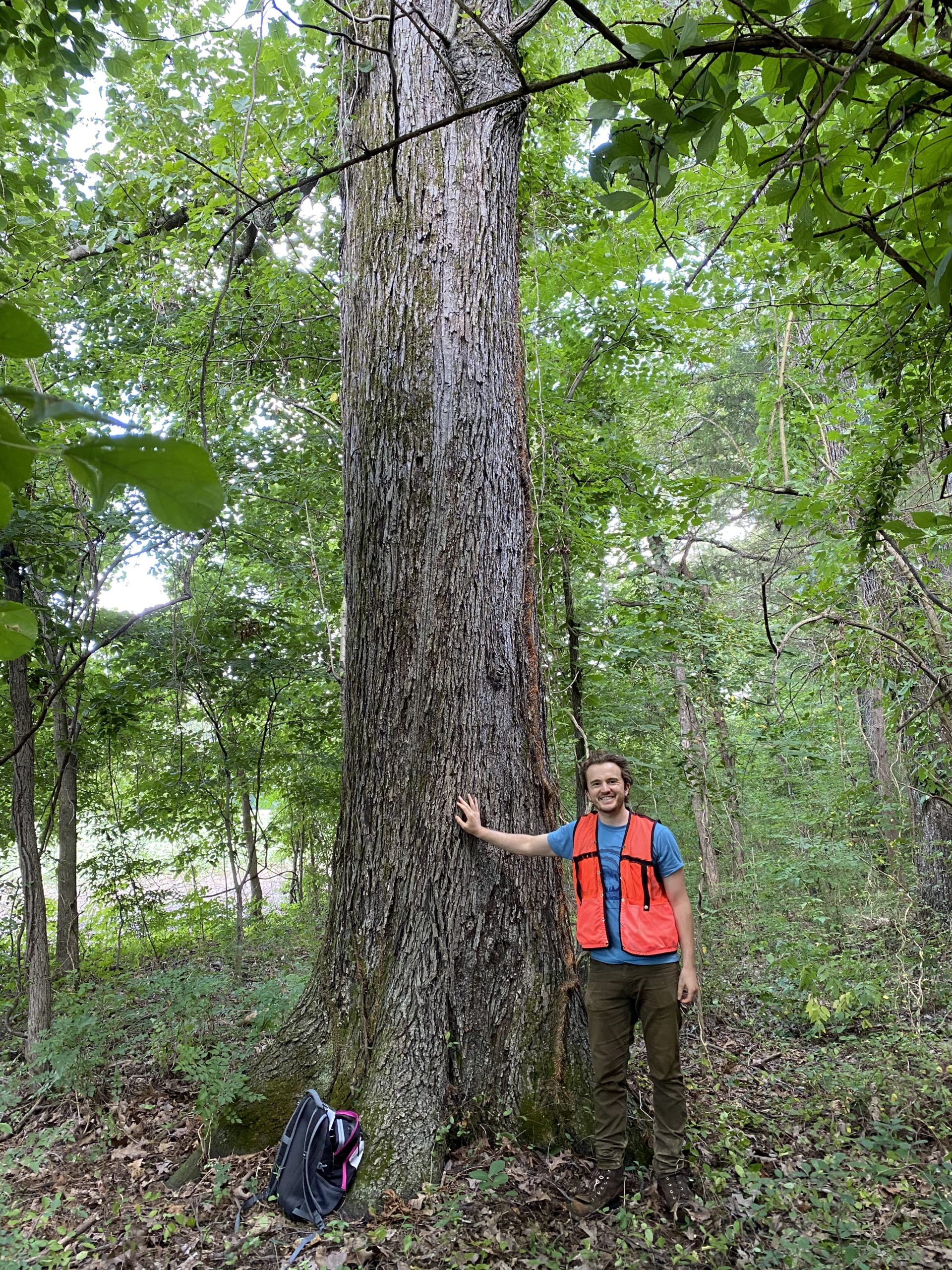 Current Champion Trees Department of Forestry, Wildlife and Fisheries