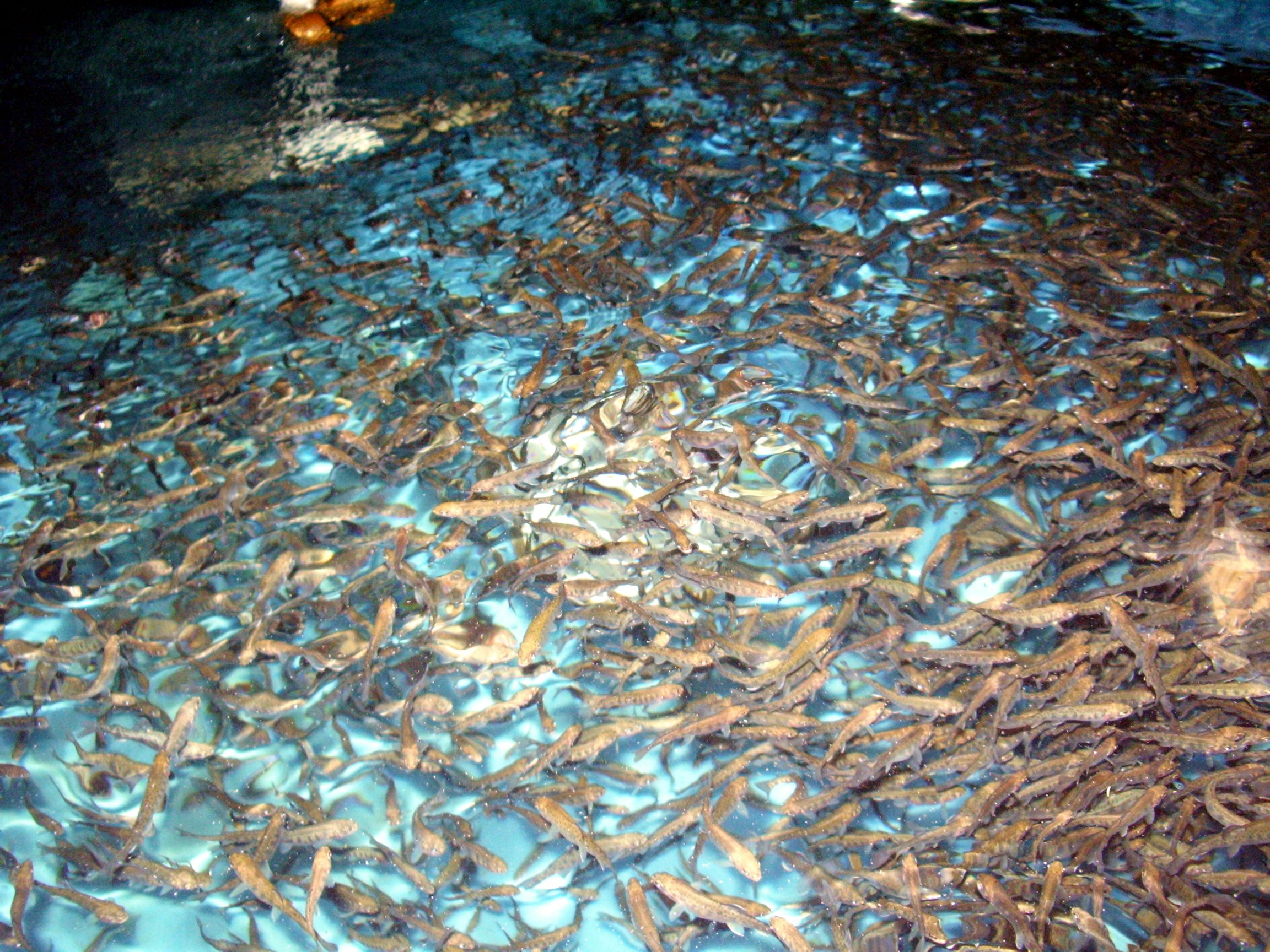 Stocking Fish Freshwater Farms of Ohio