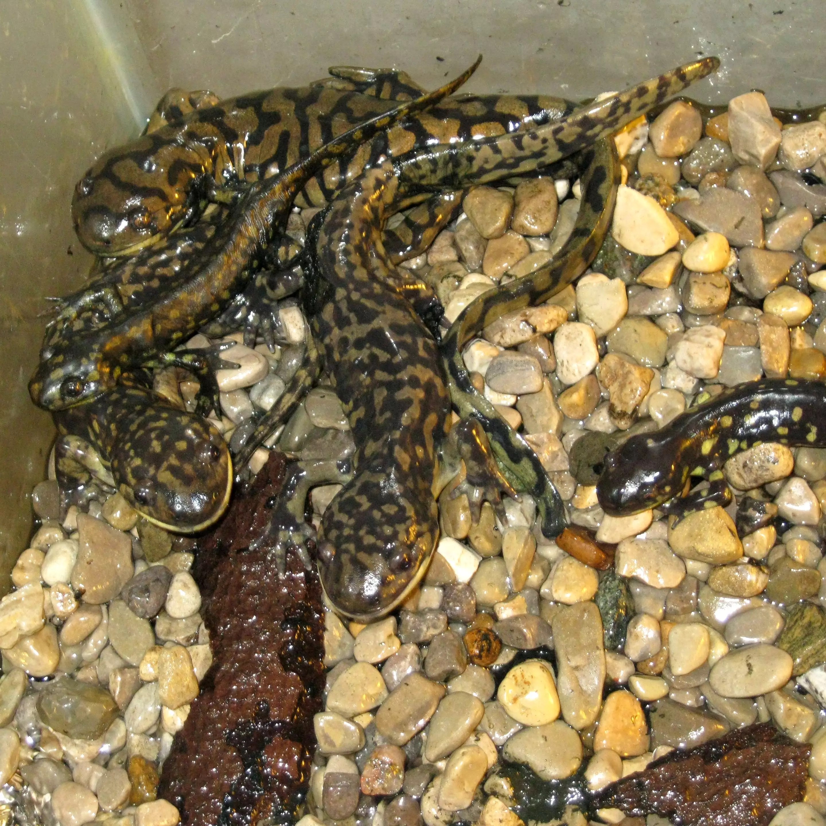 fish & critter display Freshwater Farms of Ohio