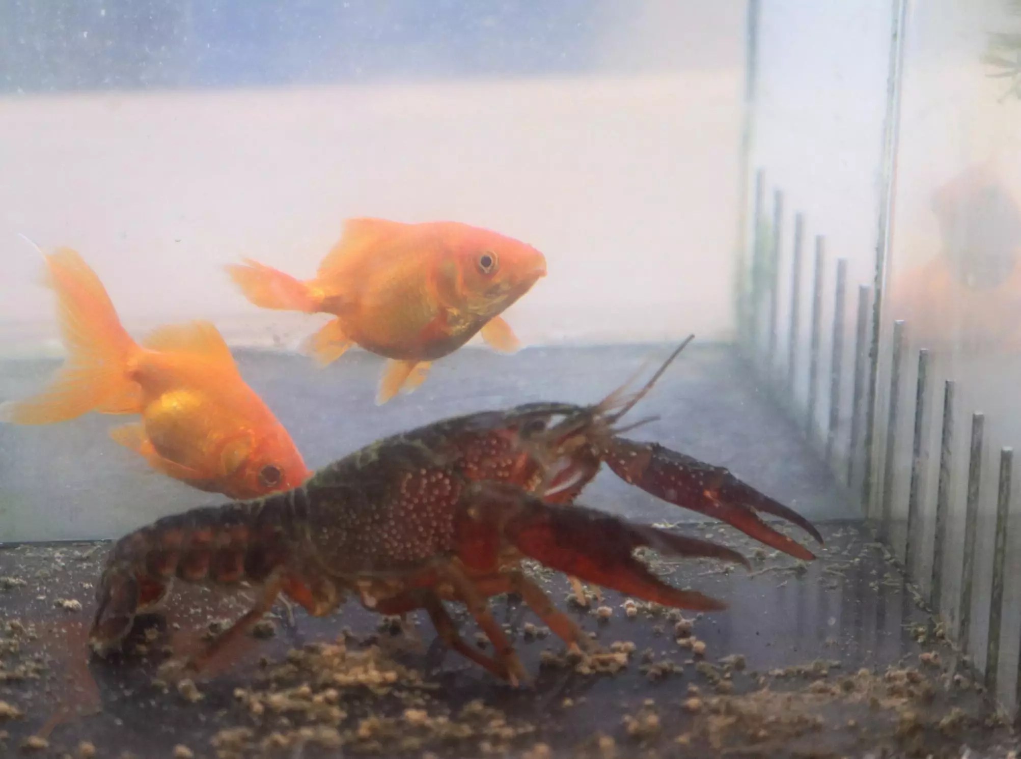 live displays Freshwater Farms of Ohio