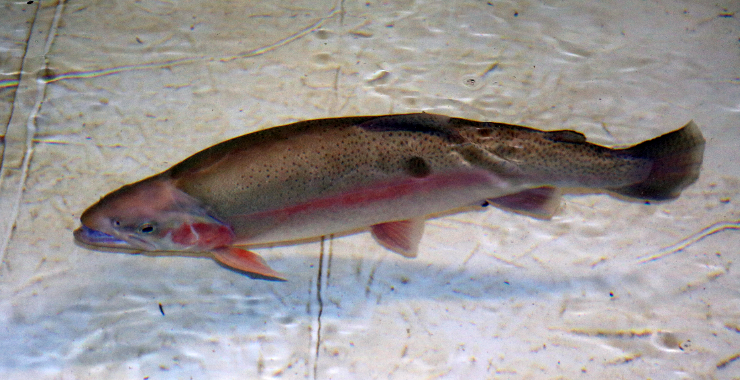 rainbow trout Freshwater Farms of Ohio