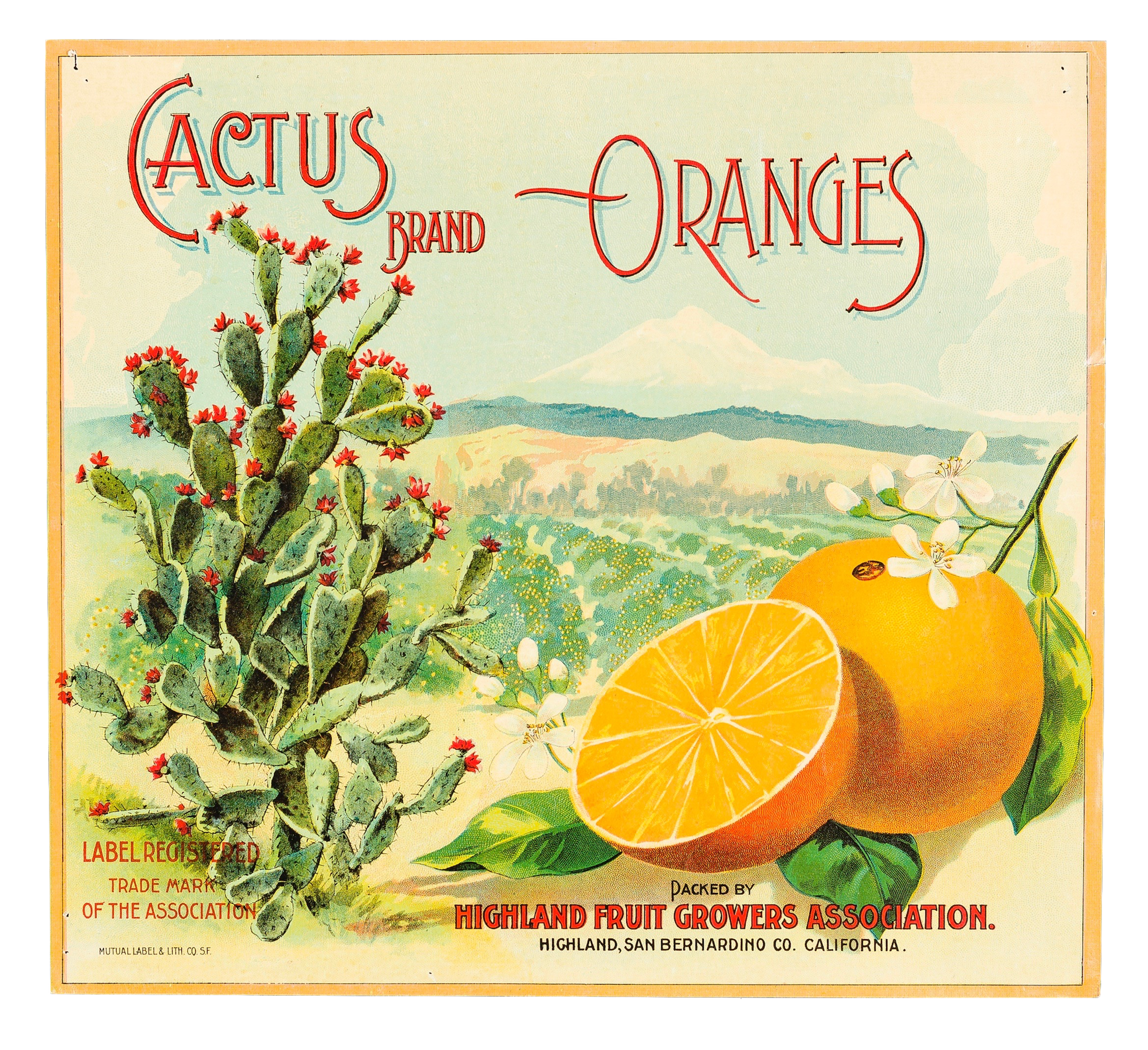 Fruit Label "Cactus Brand" Oranges by Highland Fruit Growers Assn