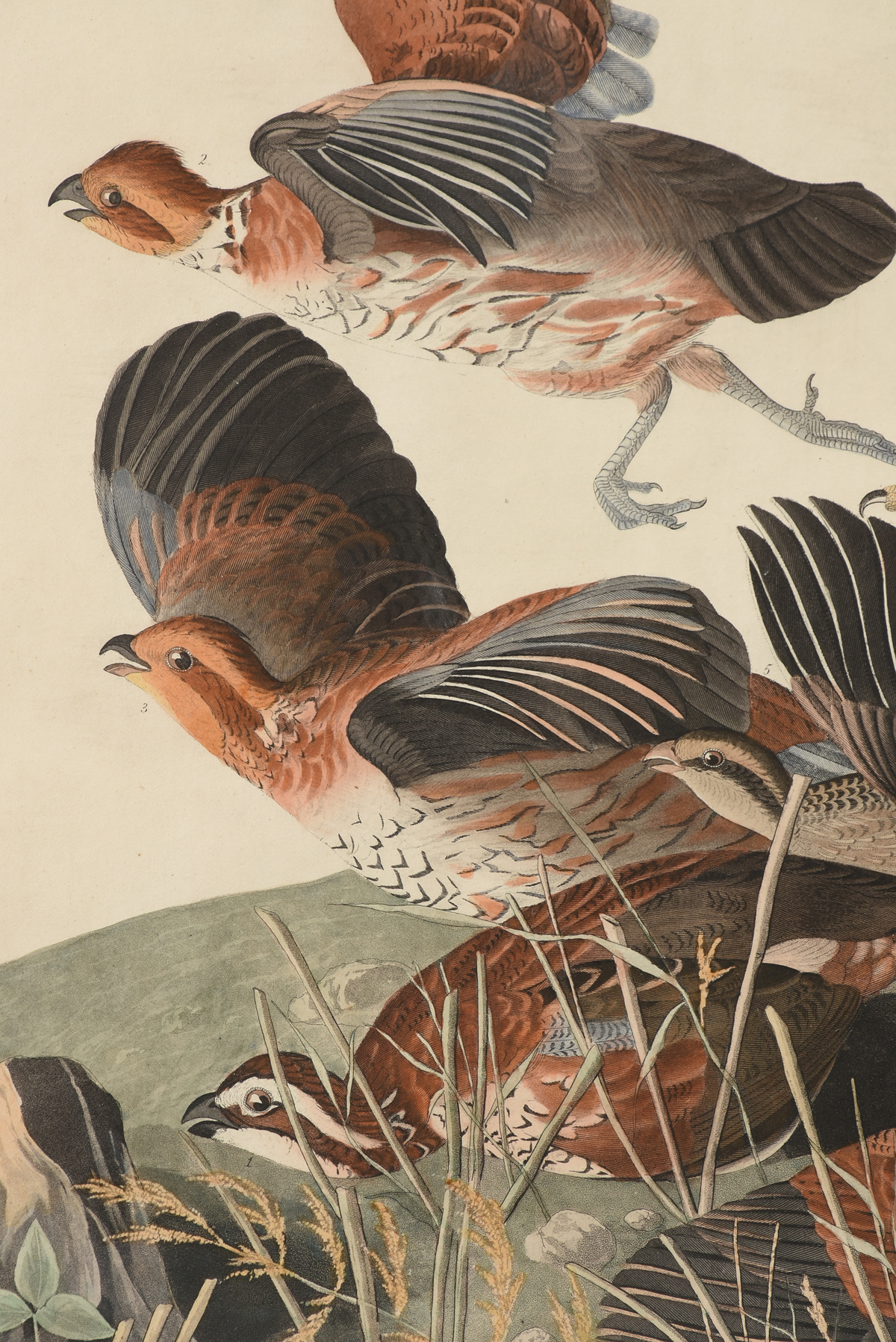 JOHN JAMES AUDUBON (American 17851851) AN ELEPHANT FOLIO PRINT