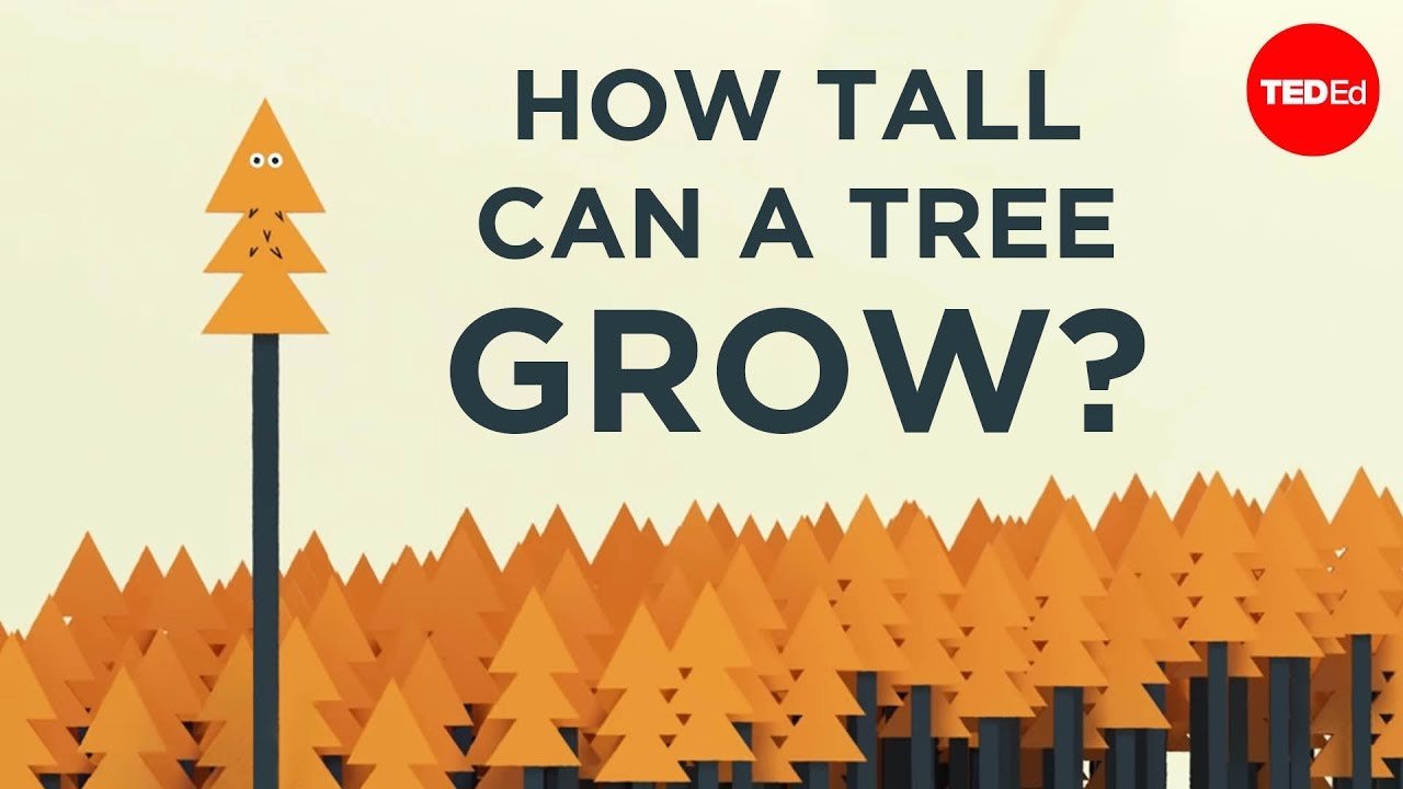 Why Aren’t Trees Taller? FYFD