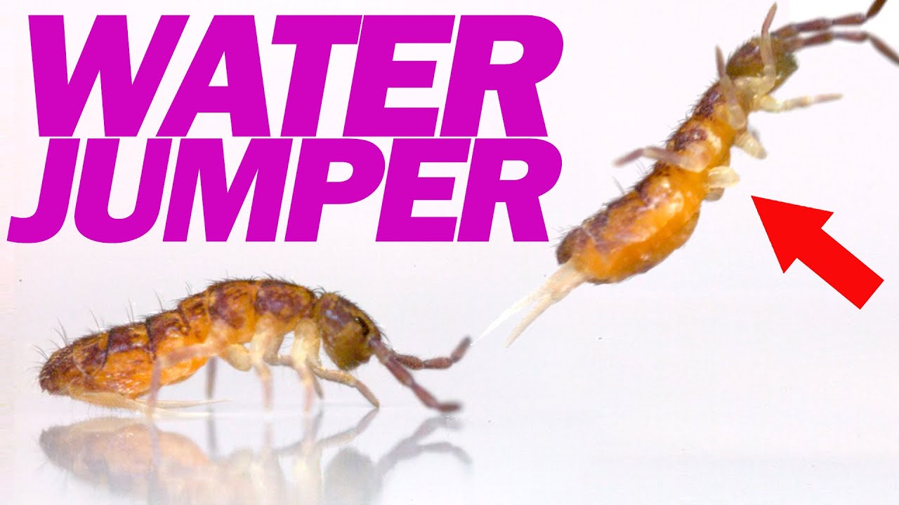 WaterJumping Springtails FYFD