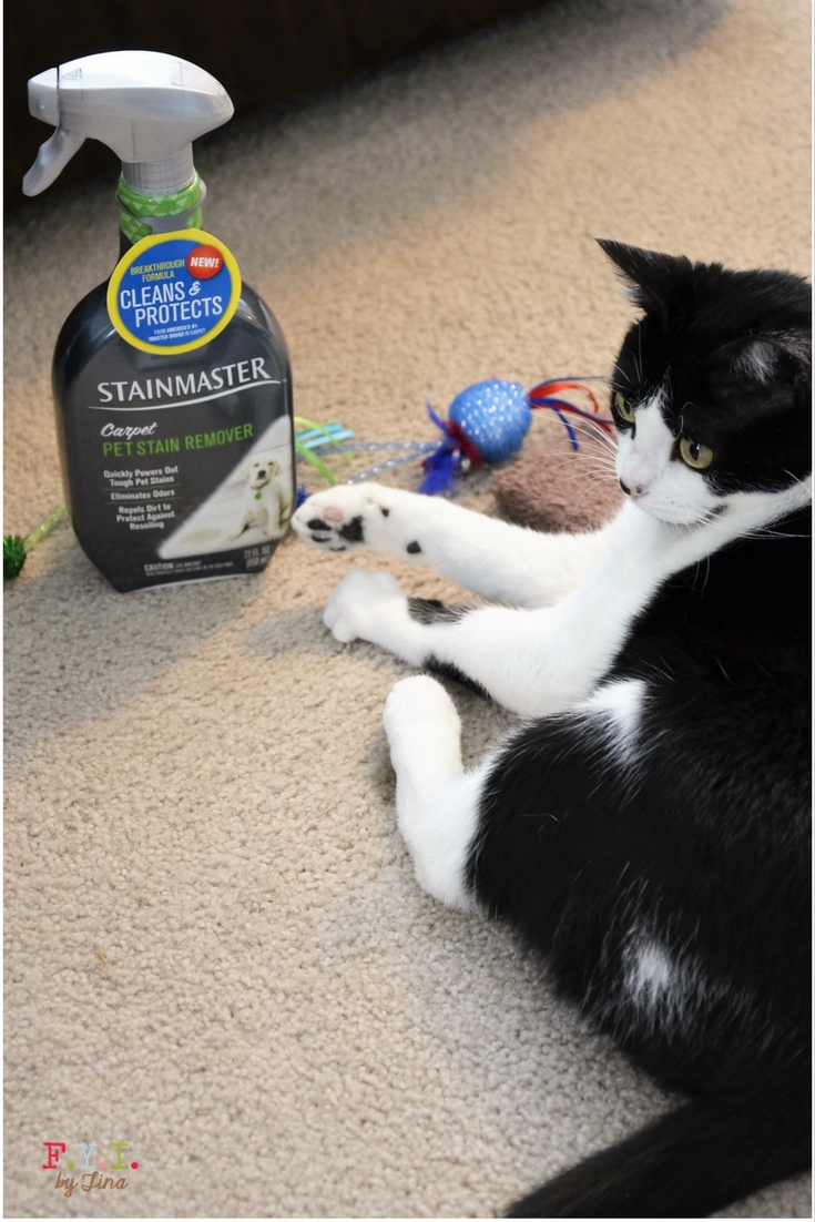 Introducing a New Kitten to Your Household Cat • FYI by Tina