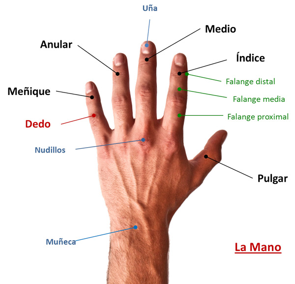 Los dedos de la mano en inglés FYNE Formación