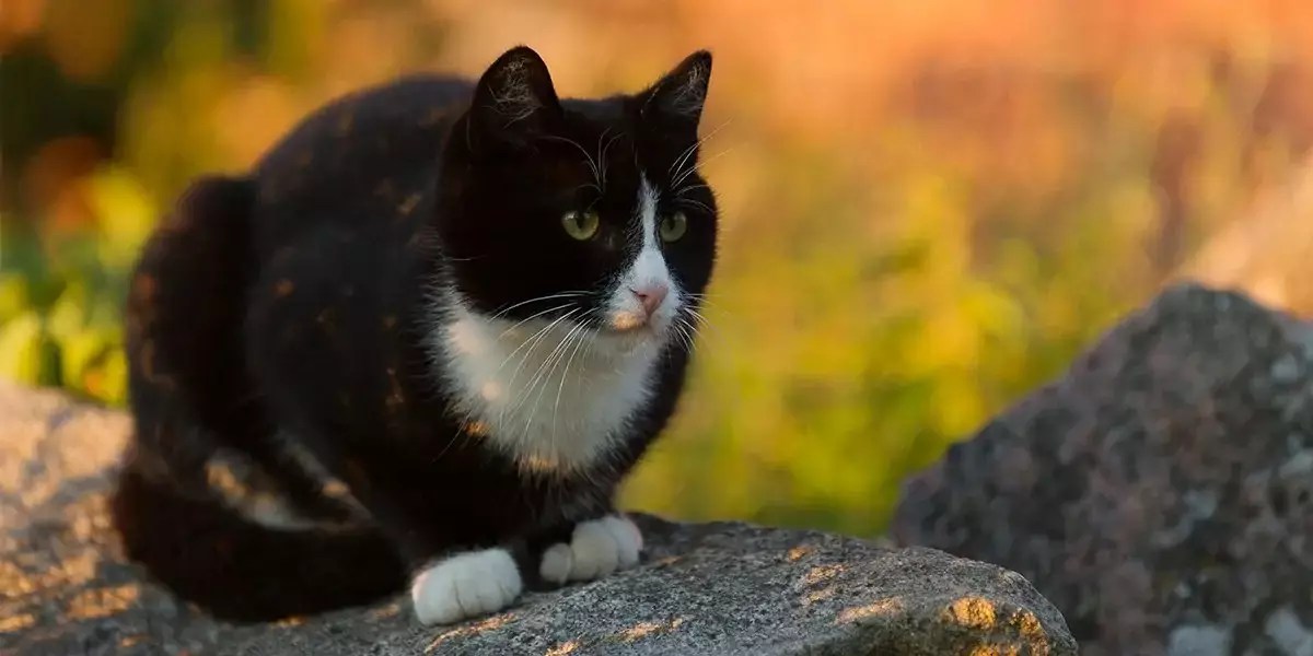 Unlocking Better Outcomes: The Power of Microchipping Your Cat