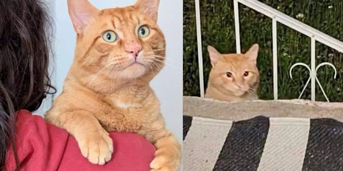 Transforming Desperation into Joy: The Inspiring Journey of a Stray Cat’s Second Chance