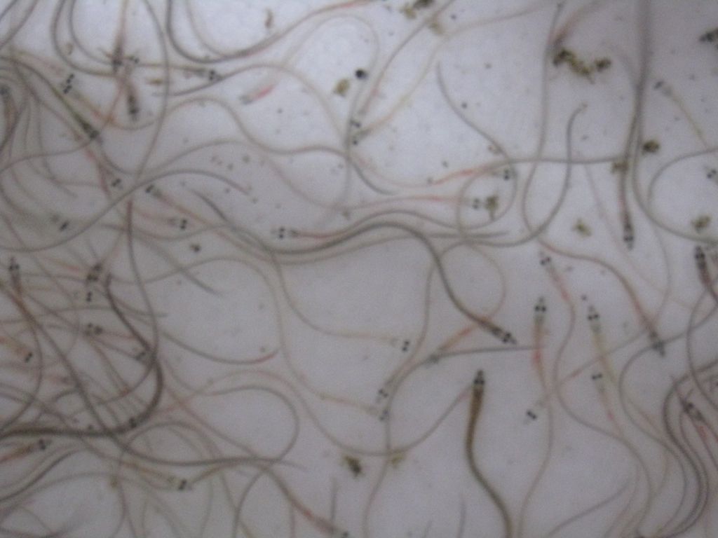 鰻の稚魚 DOOM! DOOMER!! DOOMEST!?