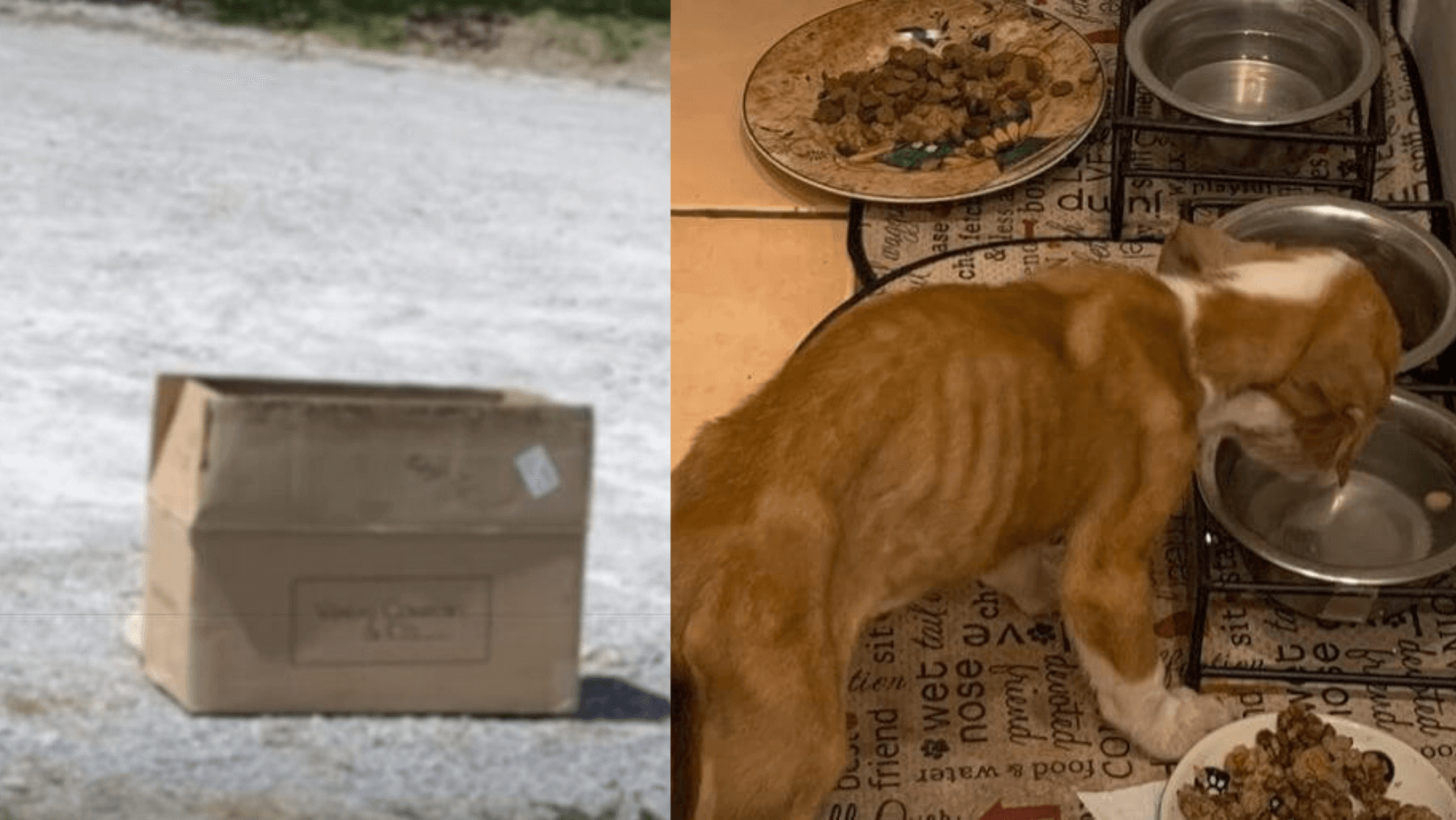 Woman finds puppy in dire condition dumped in cardboard box near her