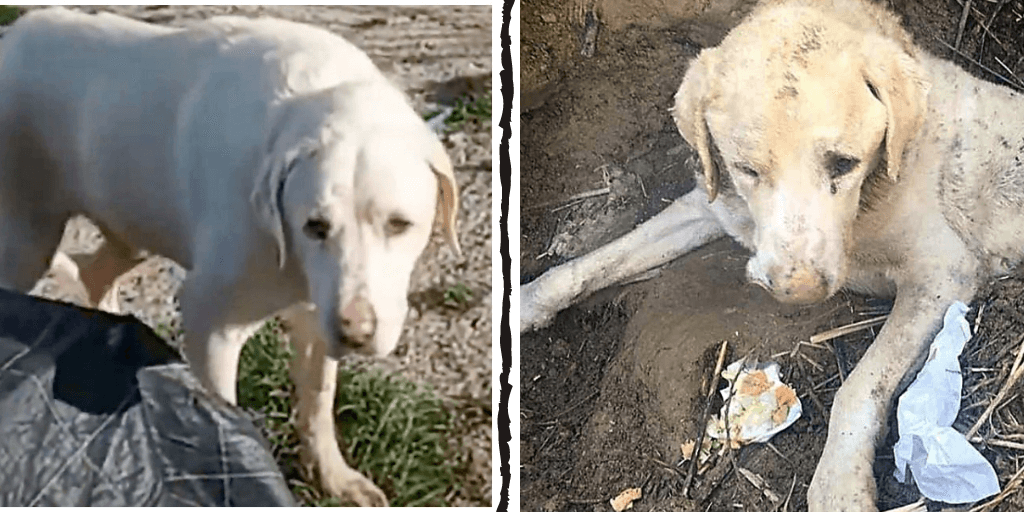 12YearOld Dog Cried Out For His Human After He Buried Him Alive In