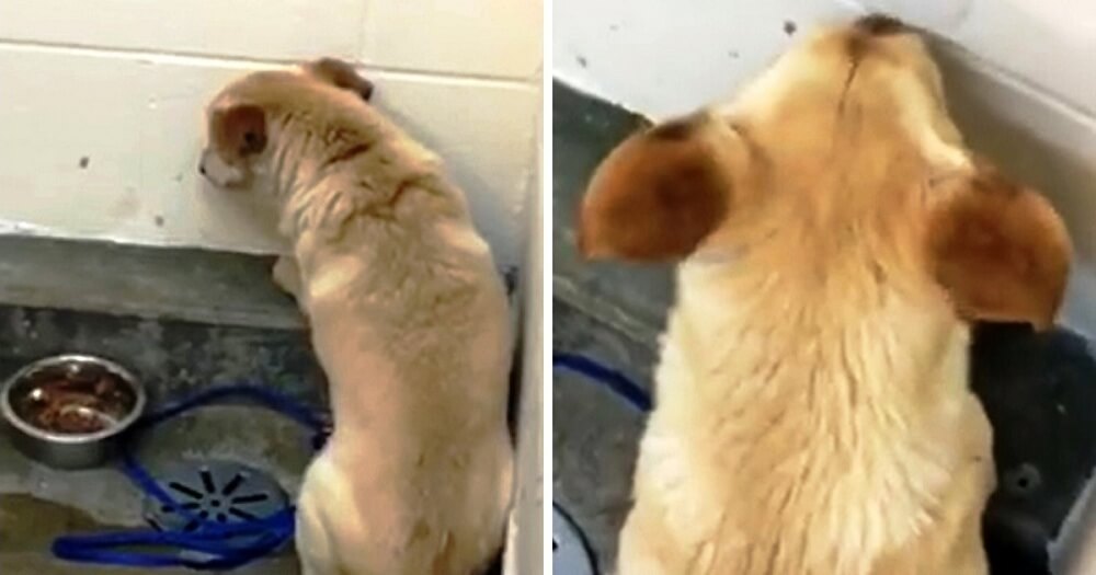 Family Dumped Dog Because He Got Old, Now He Sits In A Corner Facing