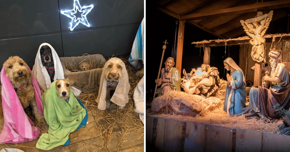 Dogs get together to pose for Christmas’ cutest Nativity scene G2altc