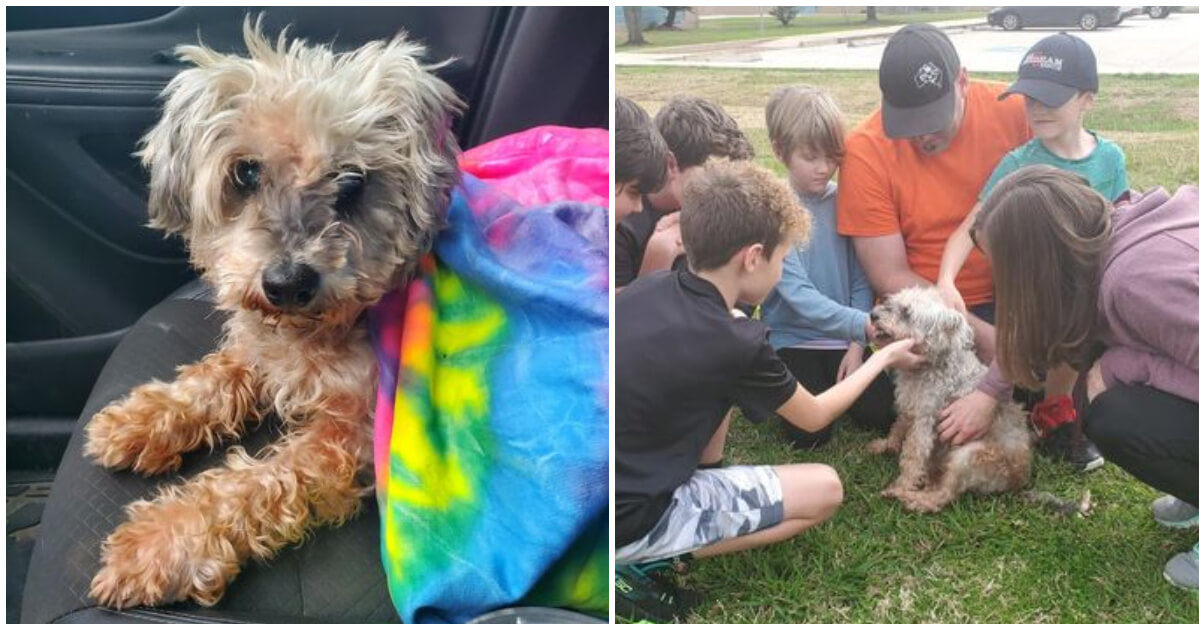 Dog presumed dead in Hurricane Harvey found alive, reunited with family