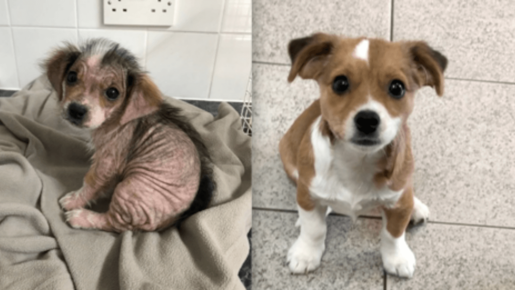 Nearly Hairless Puppy Grows Fur Back After Being Rescued G2altc