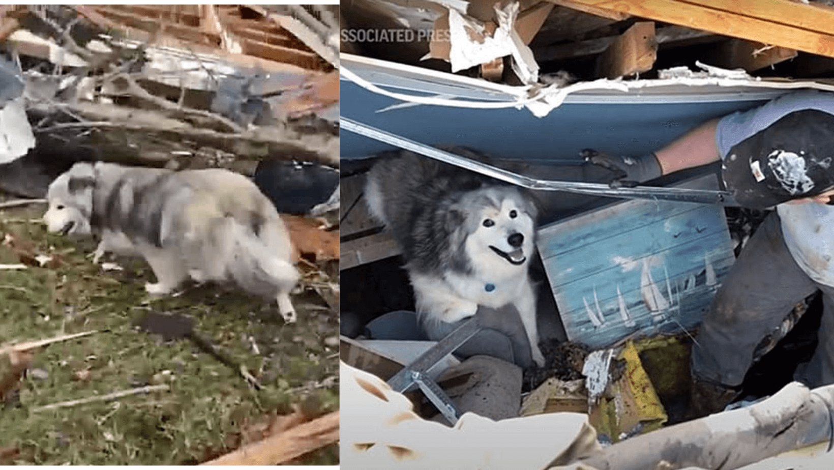 Family’s Dog Emerges From Rubble A Day After Deadly Tornado Ravaged