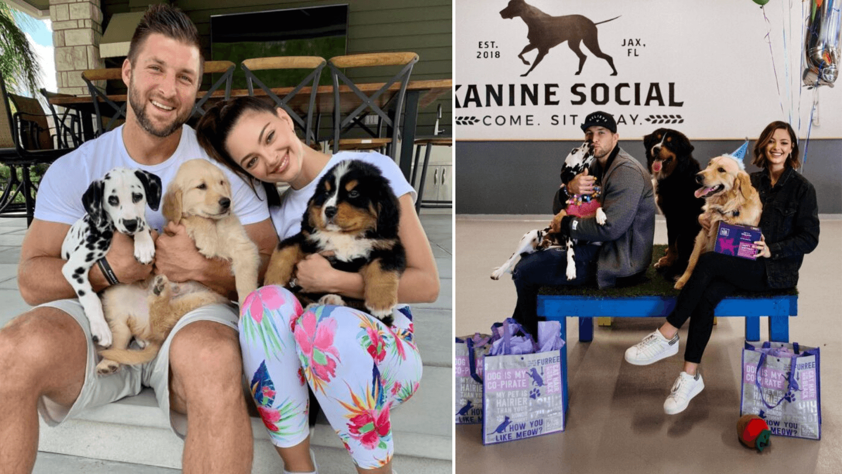 Tim Tebow’s Dog Trio Is Providing Meals For Rescue Dogs G2altc