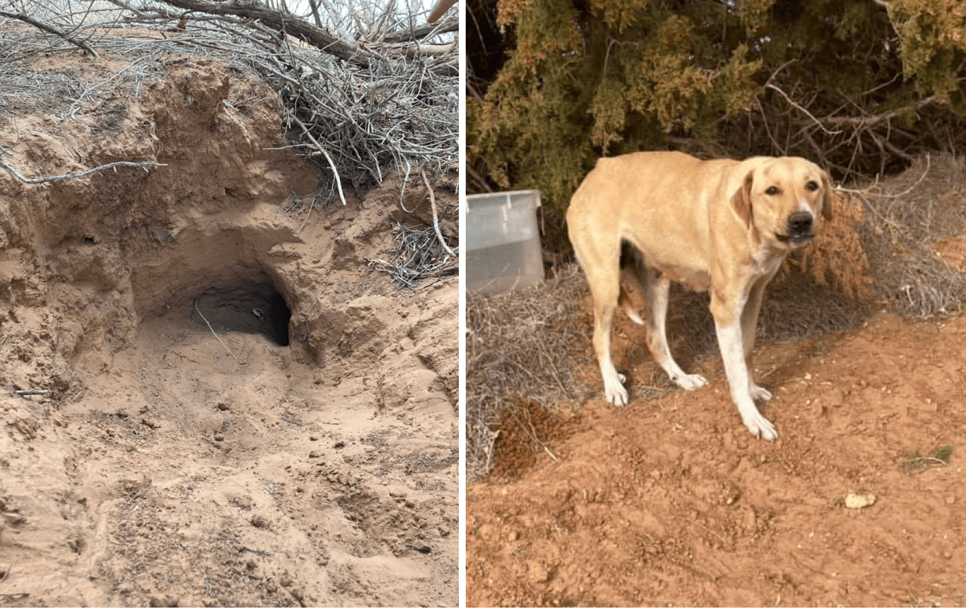 Dog Digs 20 Foot Tunnel To Protect Her Puppies From Freezing G2altc
