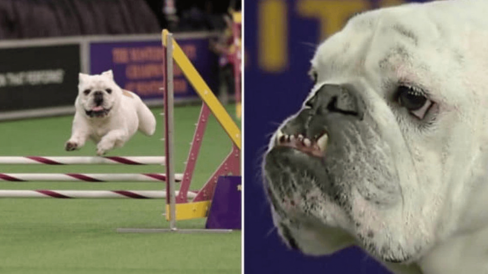 Chunky Bulldog Steals Hearts At Dog Show Goes Viral With His Impressive Agility Performance