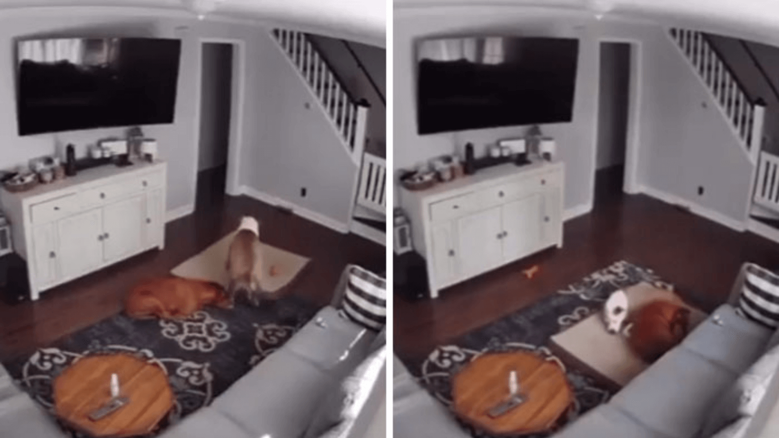 Dog Seen Dragging His Bed Over To Cuddle With Sick Doggy Brother G2altc