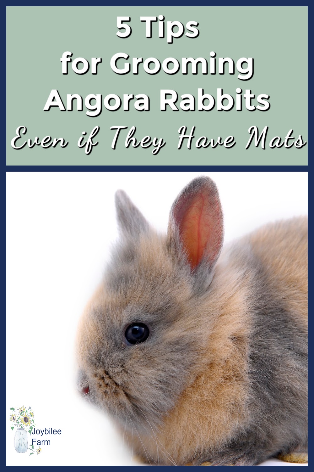 5 Tips for Grooming Angora Rabbits, Even If They Have Mats Joybilee® Farm DIY Herbs