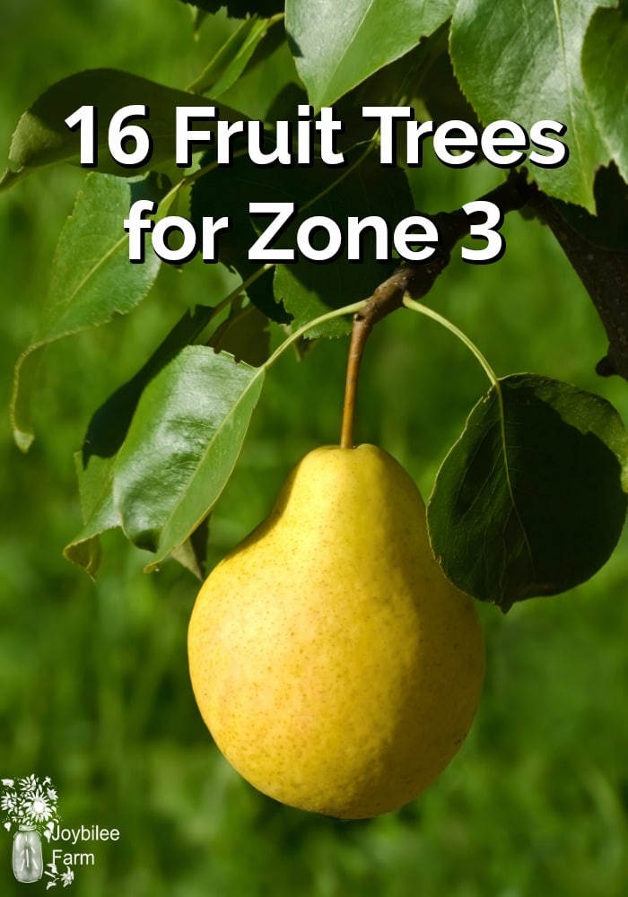 16 Fruit Trees for Zone 3 Joybilee® Farm DIY Herbs Gardening