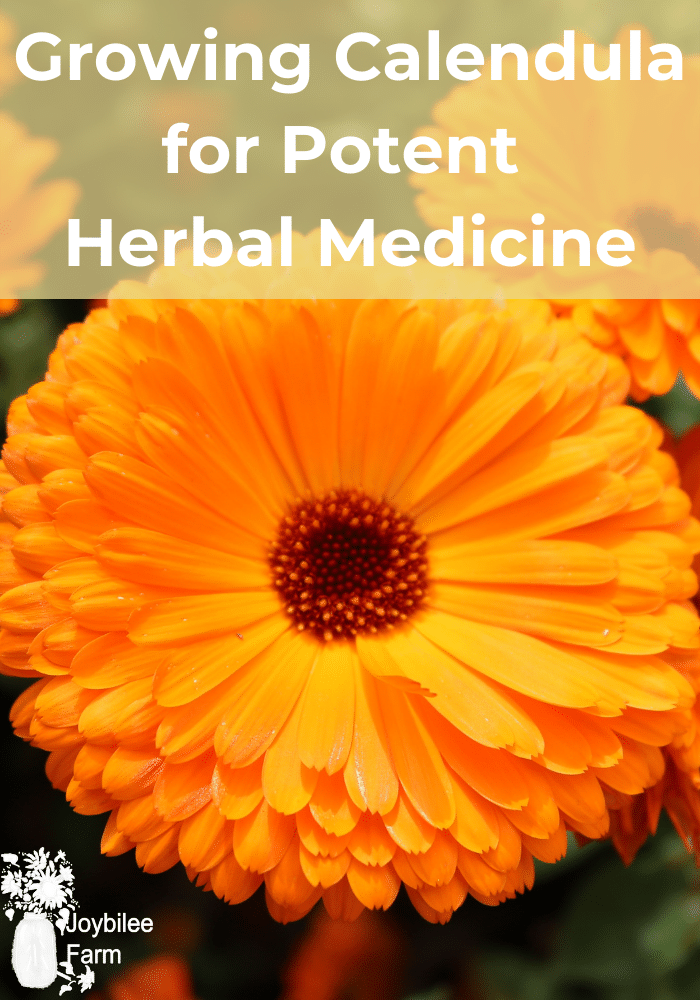 Growing Calendula for Potent Herbal Medicine Joybilee Farm