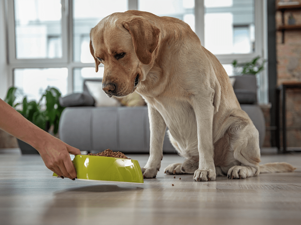 Labrador being fed by owner Pet Food Trends